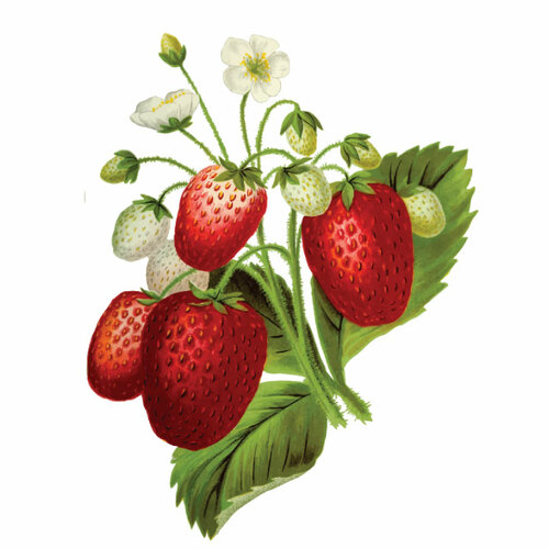 Strawberry Plant Clipart