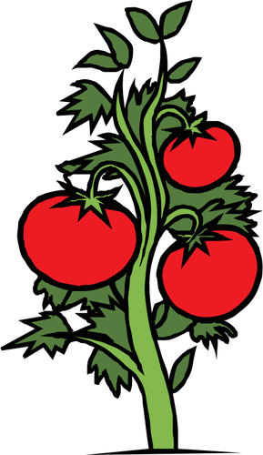 Tomato Plant Clipart