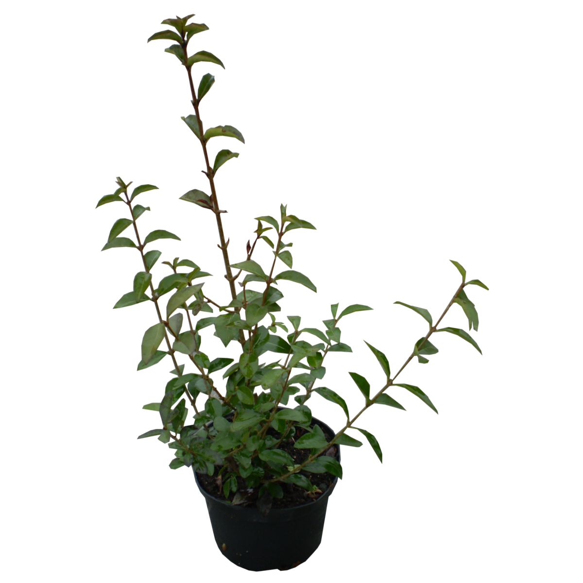 Plants Ovalifolium Garden Periwinkle Ligustrum Shrub Clipart