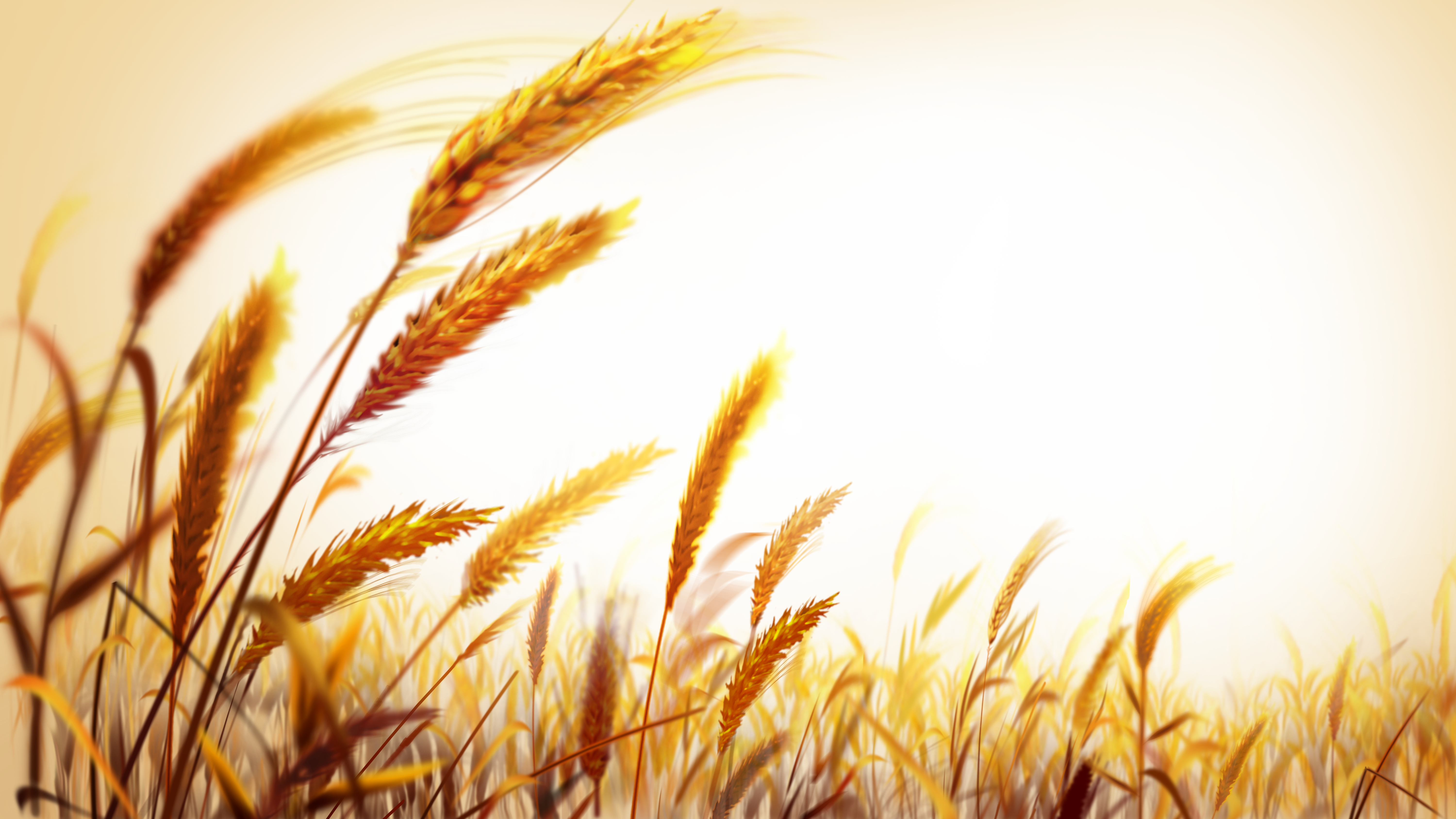 Beautiful Golden Wallpaper Wheat Field Free HQ Image Clipart