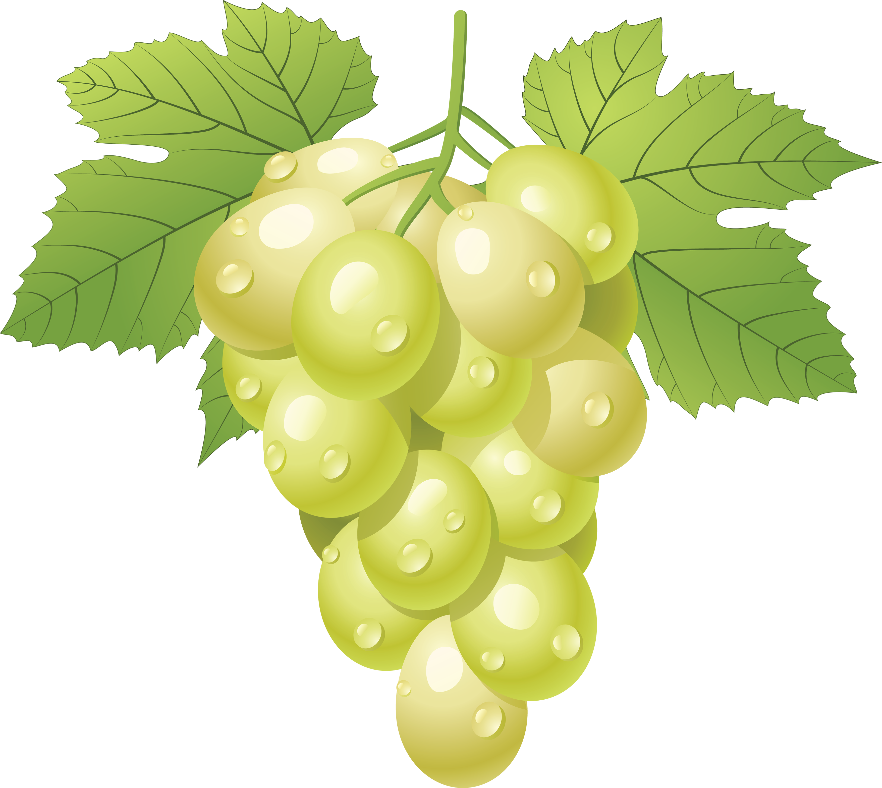 Grapes Grape Image Picture Download Download Png Clipart