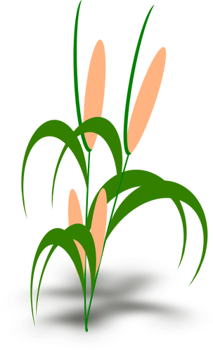 Of Plant With Cobs Clipart