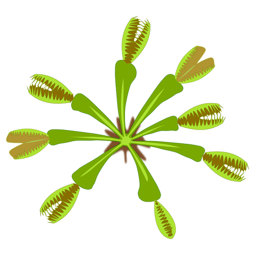 Of Carnivorous Plant View From Top Clipart