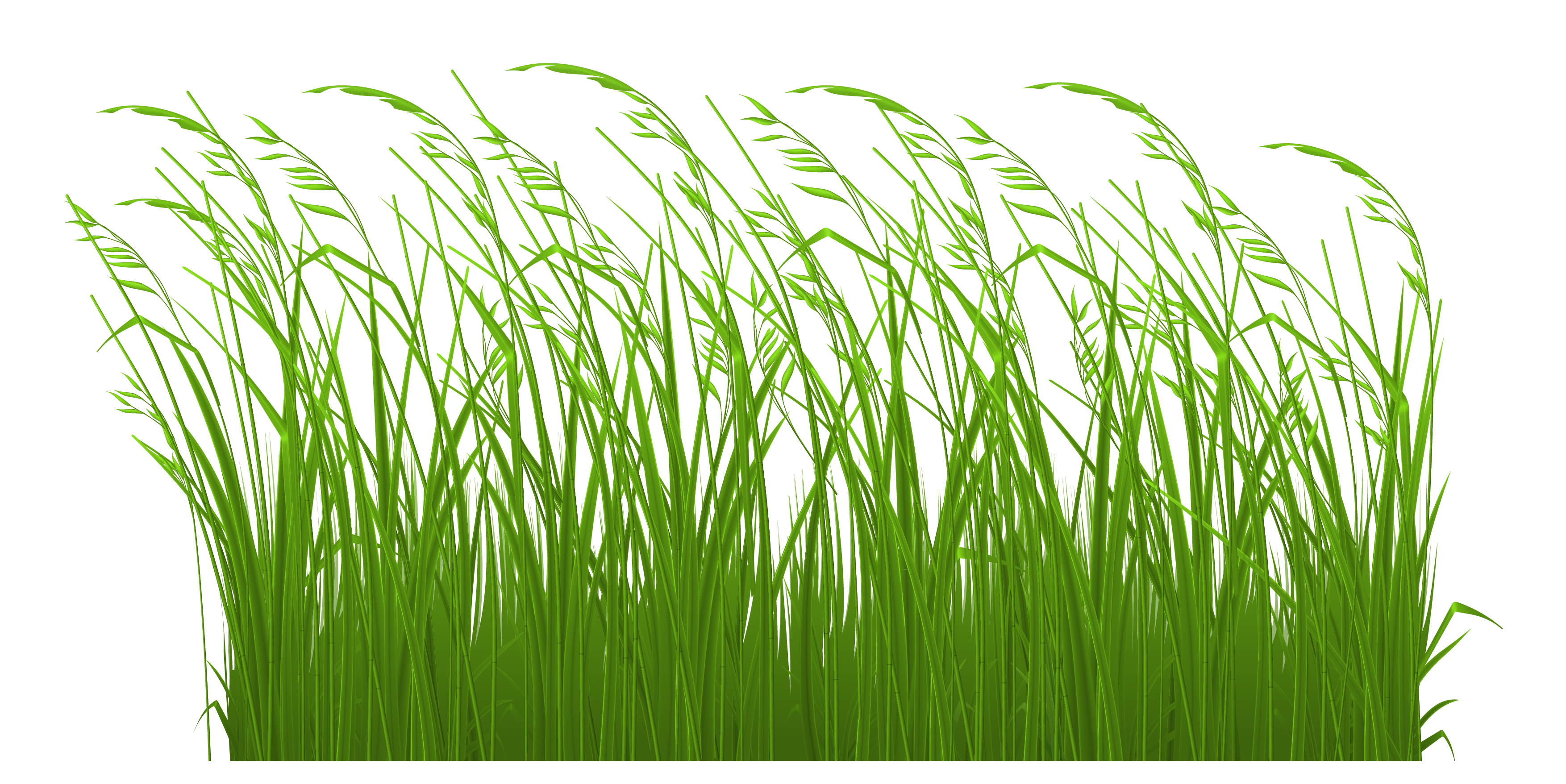 Decorative Grass Picture Png Image Clipart