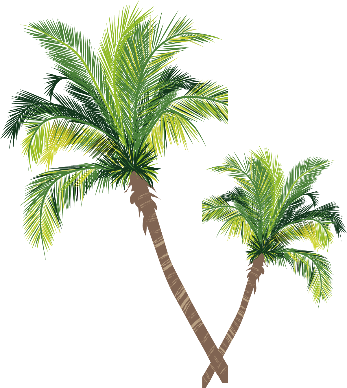 Coconut Material Tree Euclidean Vector Palm Asian Clipart