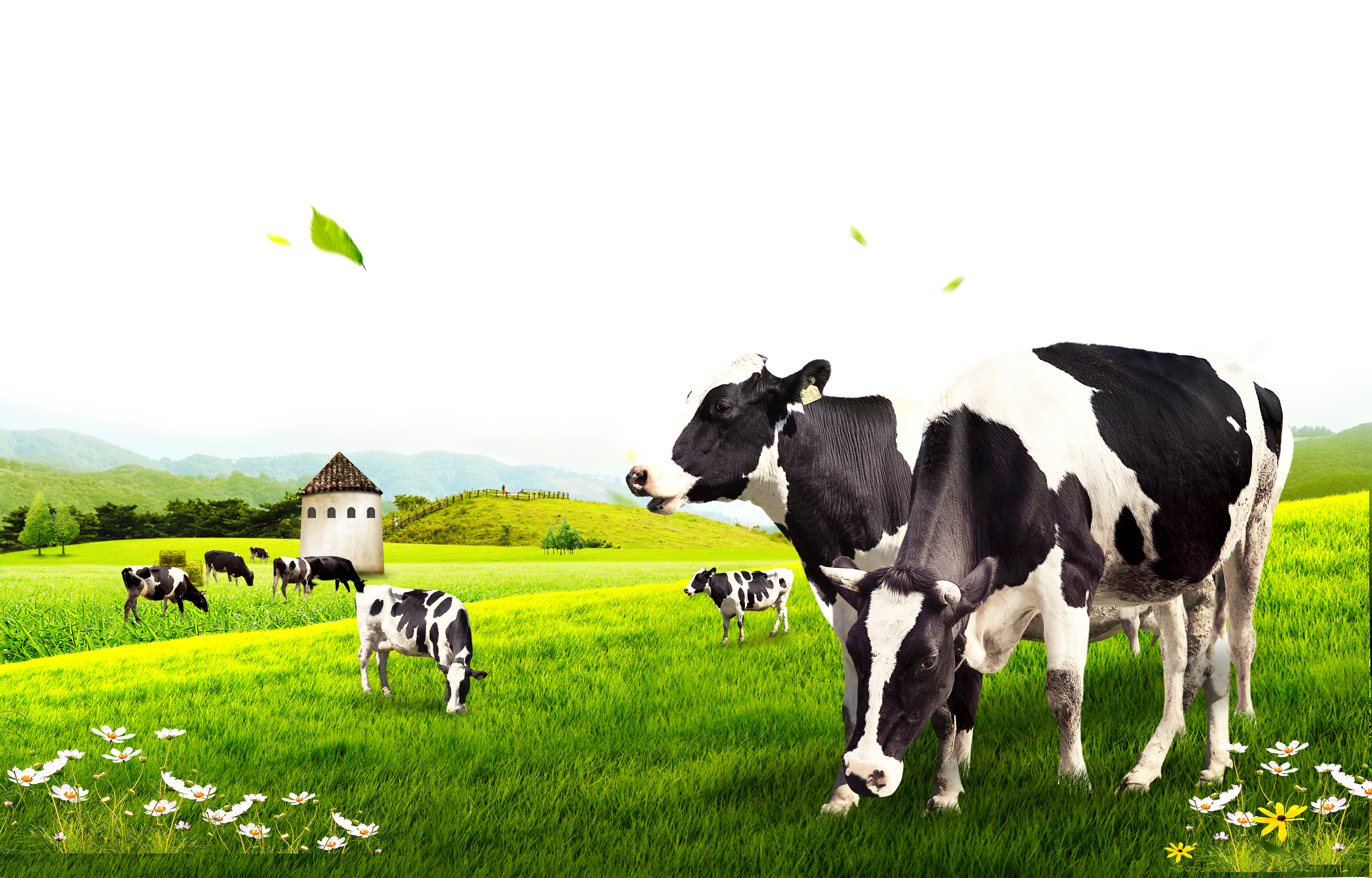 Pasture Dairy Cow Cattle Free Download Image Clipart