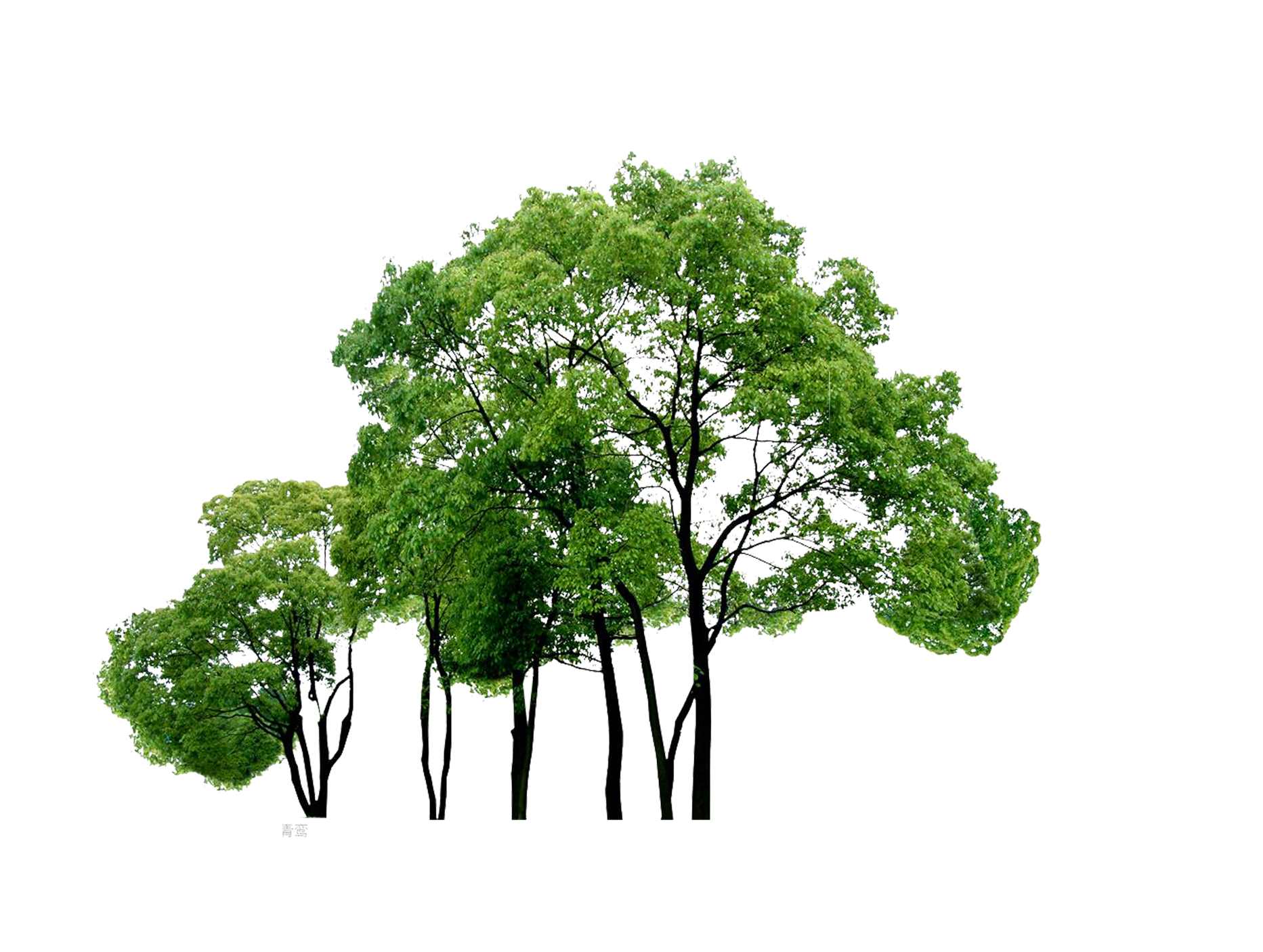 Computer Tree Trees File Free PNG HQ Clipart