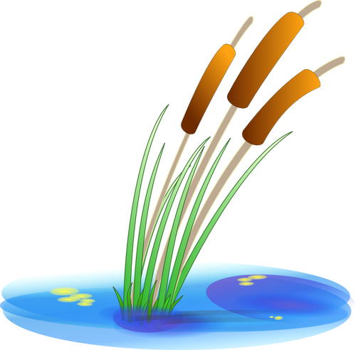 Of Reed Clipart