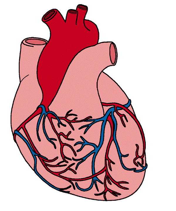 Hearts Real Heart Png Image Clipart