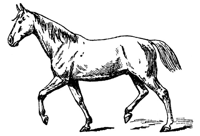 Horse Black Colt Png Image Clipart