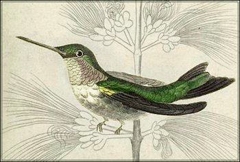 Free Hummingbird Graphics Images And Png Image Clipart