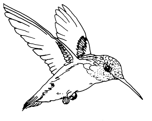 Hummingbird Images Image Clipart Clipart