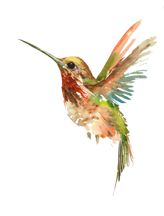 Tattoo Flying Watercolor Painting Bird Hummingbird Clipart