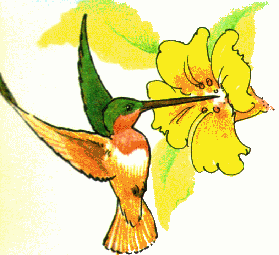 Hummingbird Hd Photos Clipart