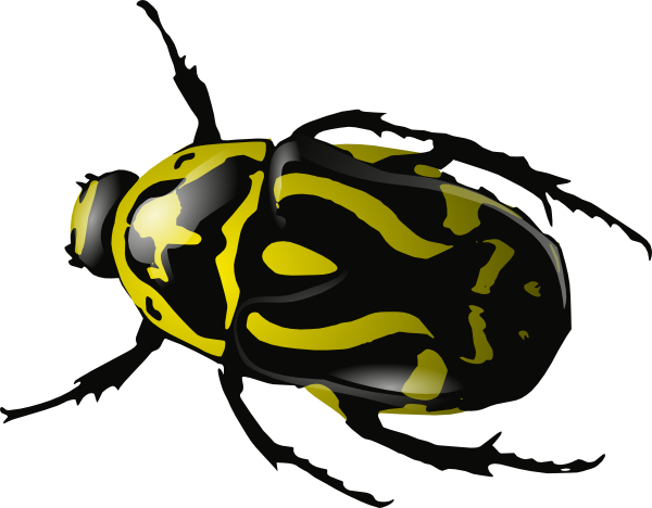 Insect Hd Image Clipart