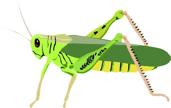 Cute Cricket Insect Free Download Clipart