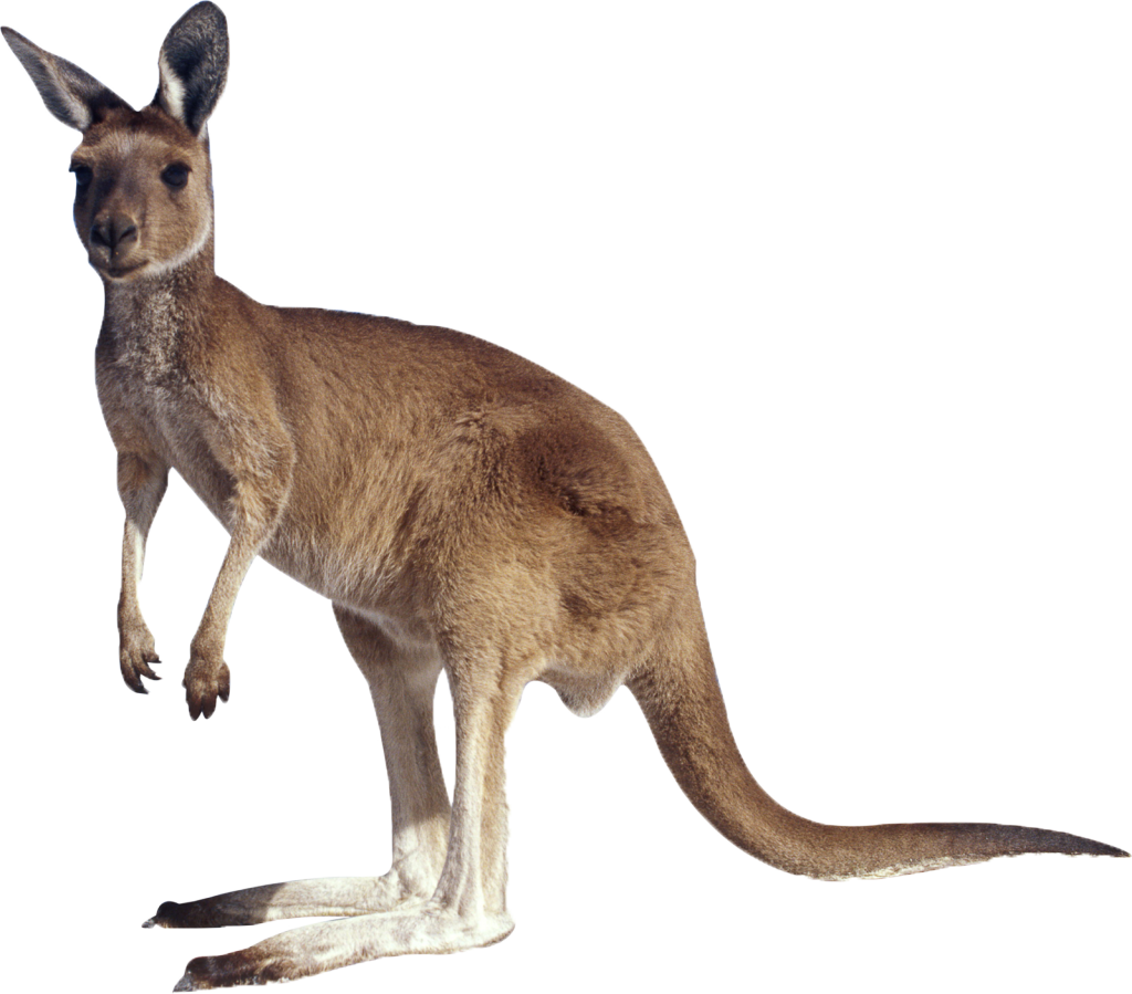 Kangaroo HD Image Free PNG Clipart