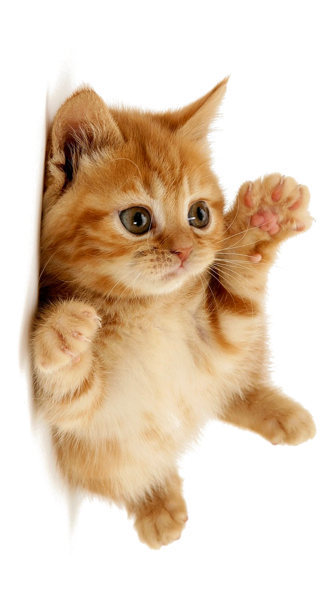 Cute Cat Free Download PNG HD Clipart