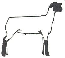 Club Show Lambs Market Goat Hd Image Clipart
