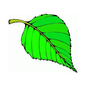 Leaf Images Png Image Clipart