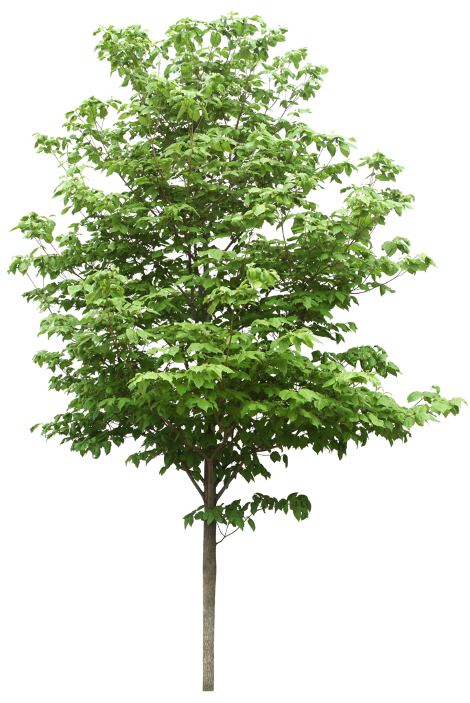 Download Sdn Trees Scientific Resources Bhd PNG File HD Clipart PNG