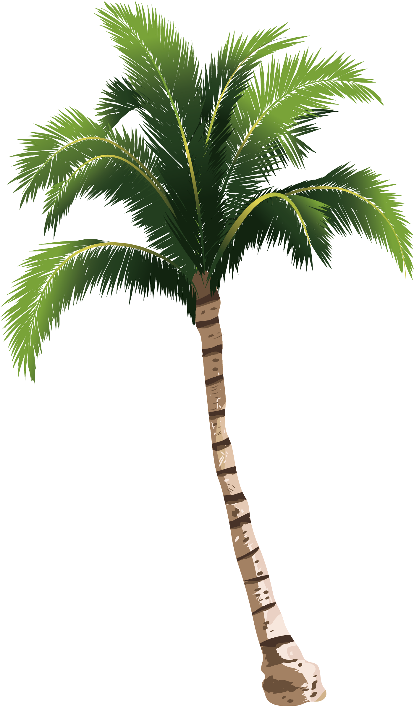 Coconut Tree HQ Image Free PNG Clipart