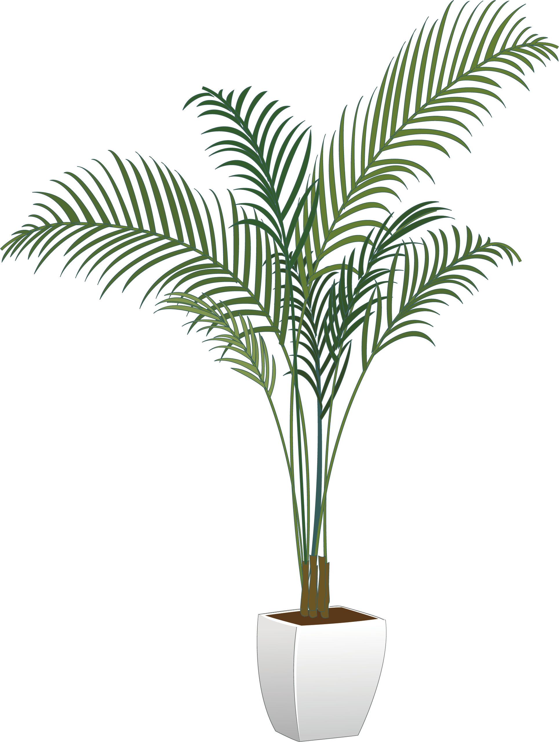 Plants Houseplant Flowerpot Arecaceae Vector Green Potted Clipart