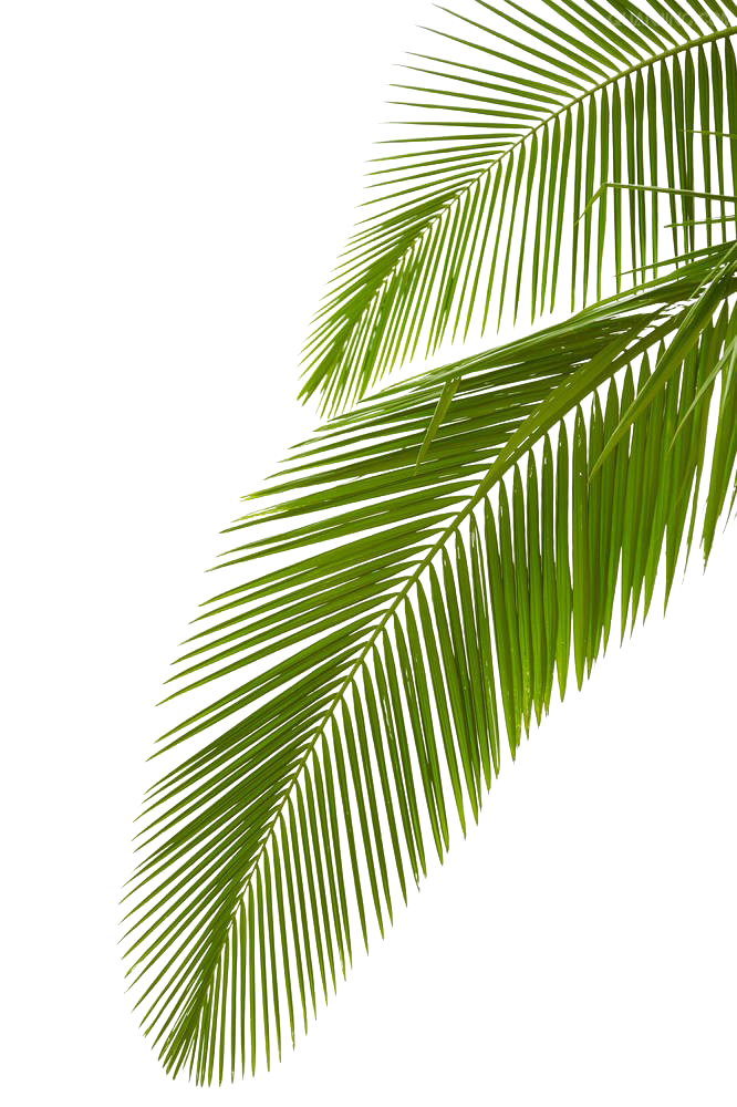 Leaf Photography Royalty-Free Arecaceae Palm Branch Stock Clipart