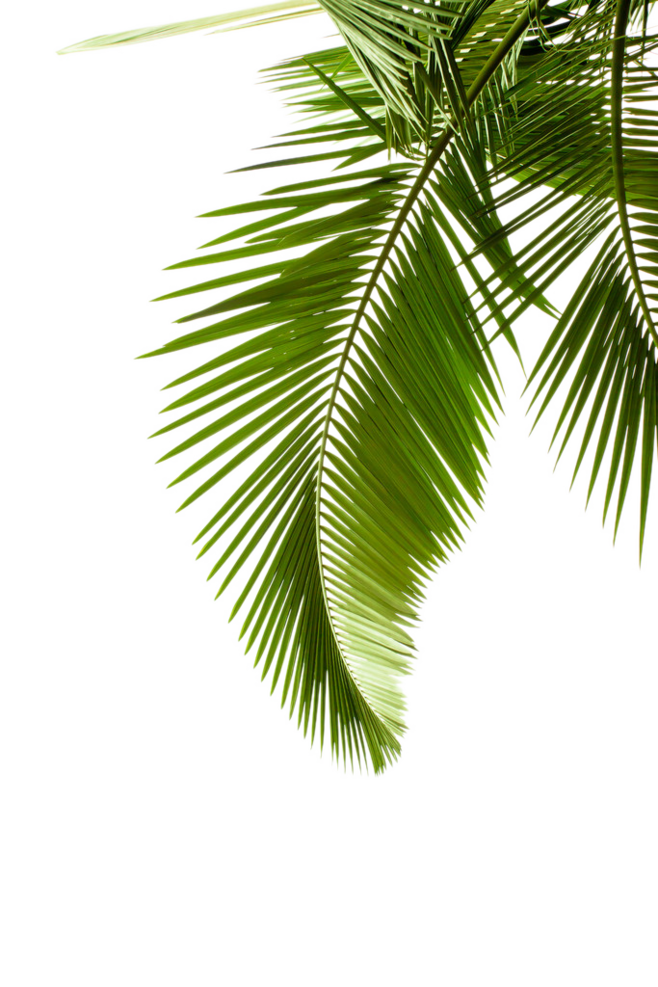 Plant Leaf Photography Tree Arecaceae Palm Leaves Clipart