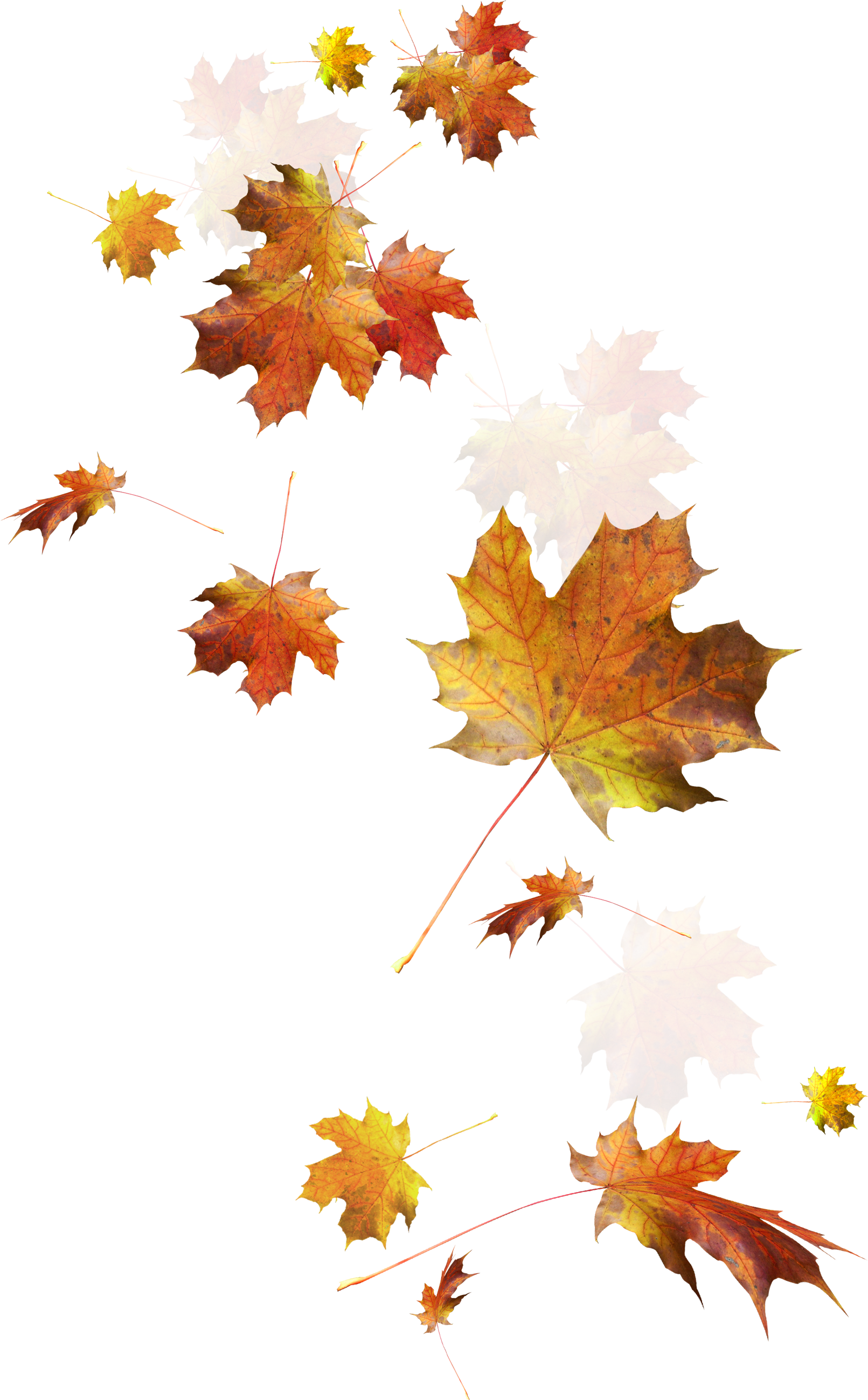 Autumn Color Leaves Leaf Falling Download HD PNG Clipart