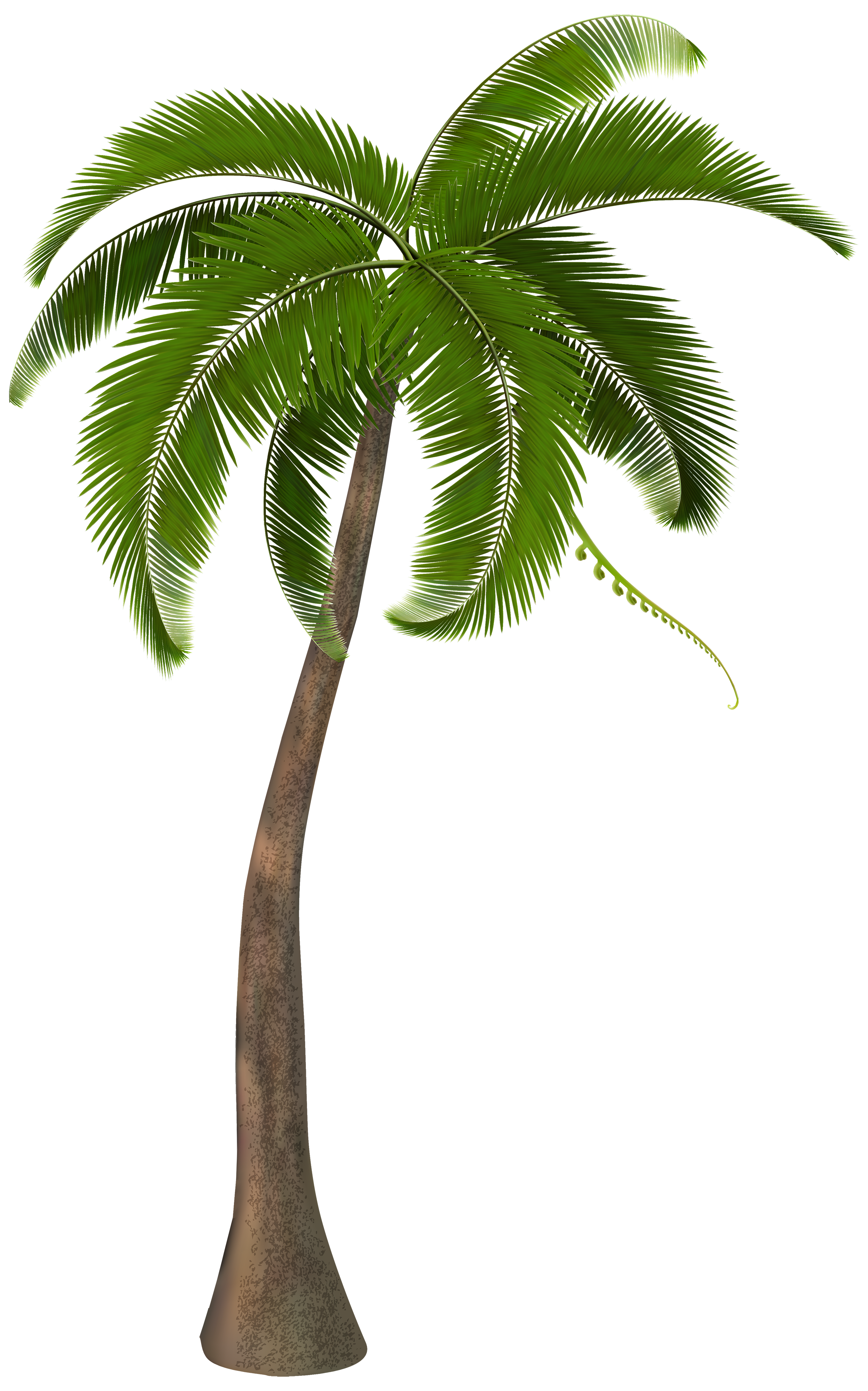 Beautiful Arecaceae Palm Tree Free Frame Clipart