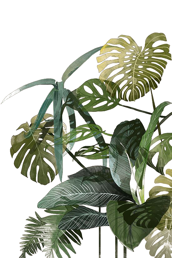 Leaf Botanical Illustration Watercolor Palm Tropics Painting Clipart