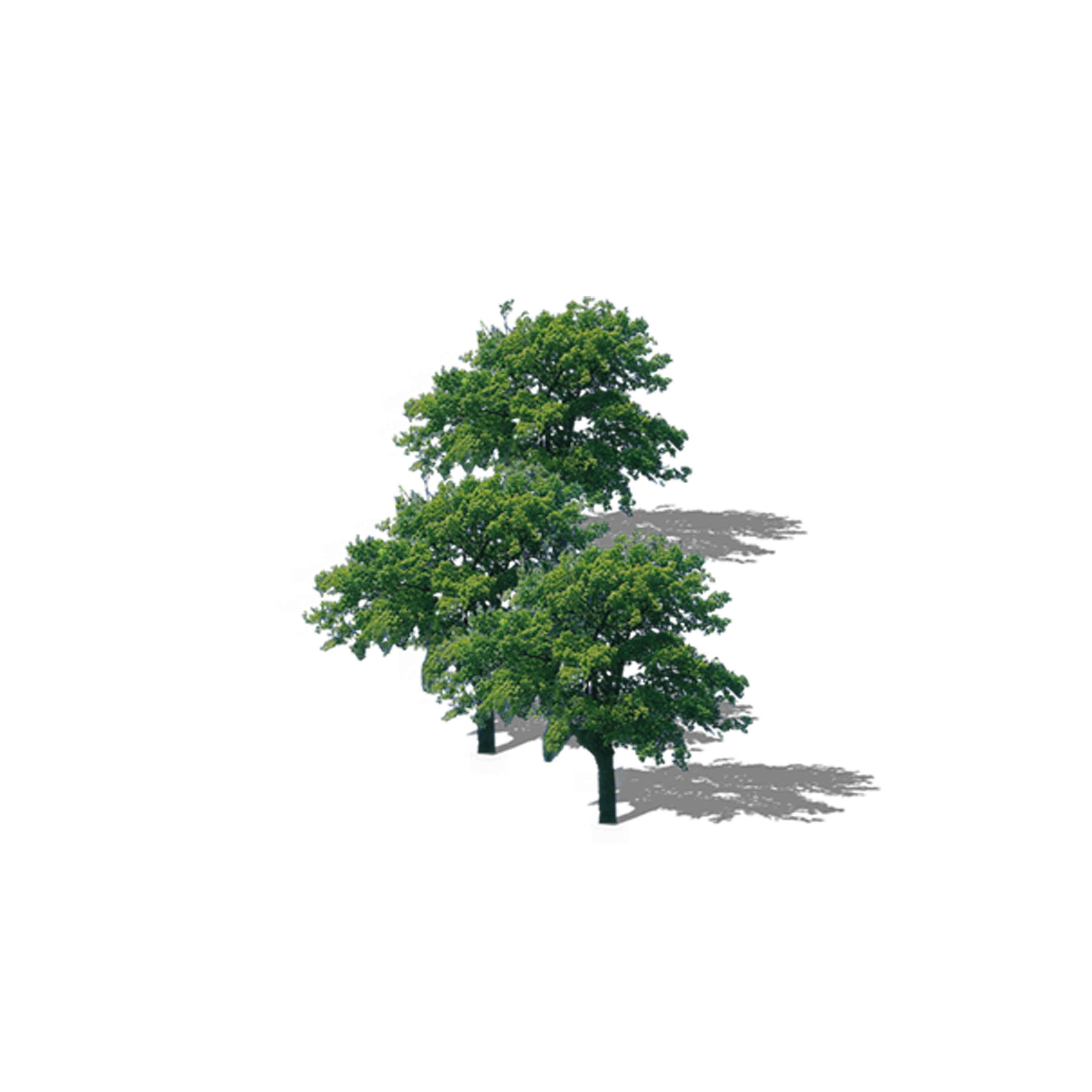 Lush Top Tree Branch PNG Download Free Clipart