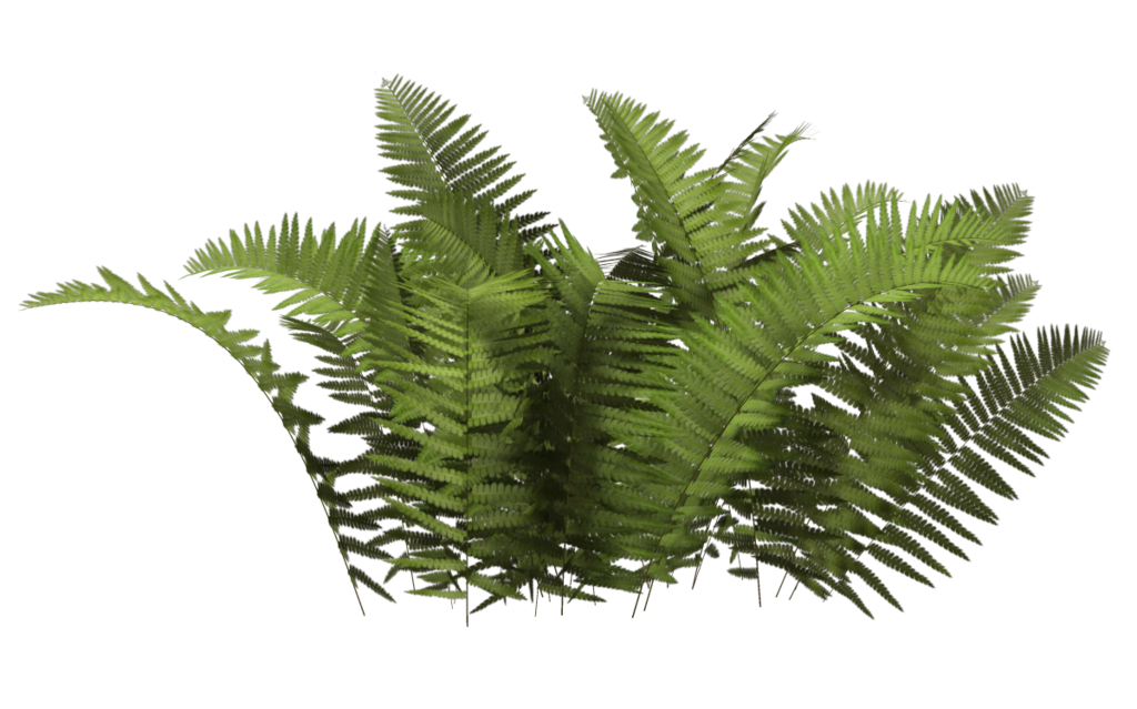 Plant Tree Bush Free HQ Image Clipart