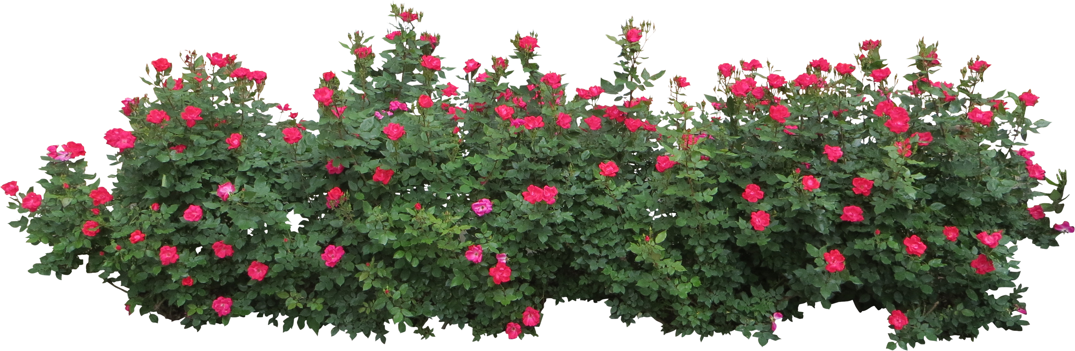 Bushes Rose Flower Shrub Free Download PNG HD Clipart