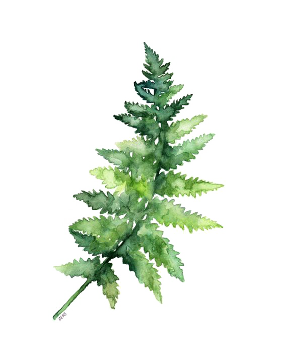 Leaves Fern Watercolor Printing Green Paper Painting Clipart