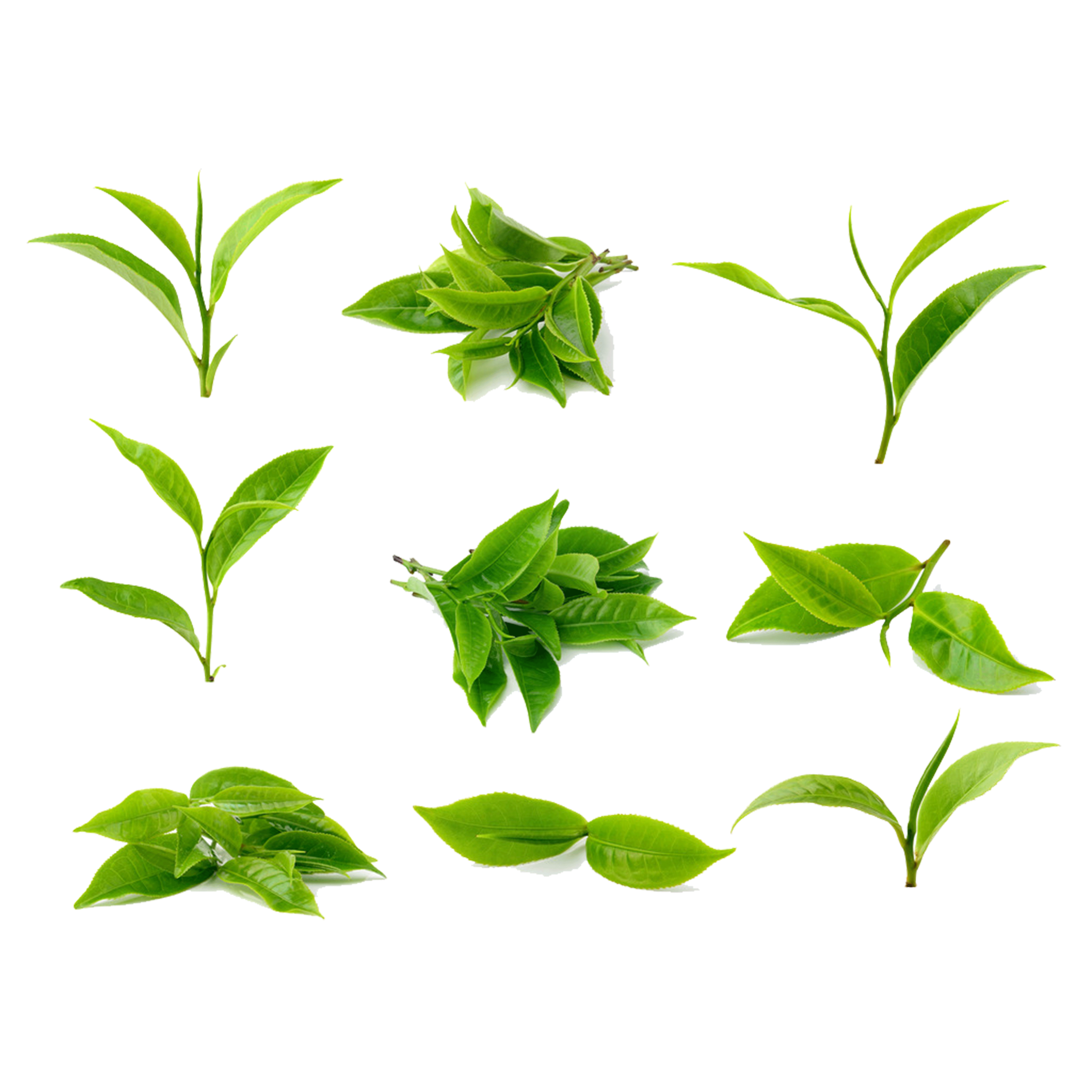 Tea Photography Processing Green Leaves Stock Clipart