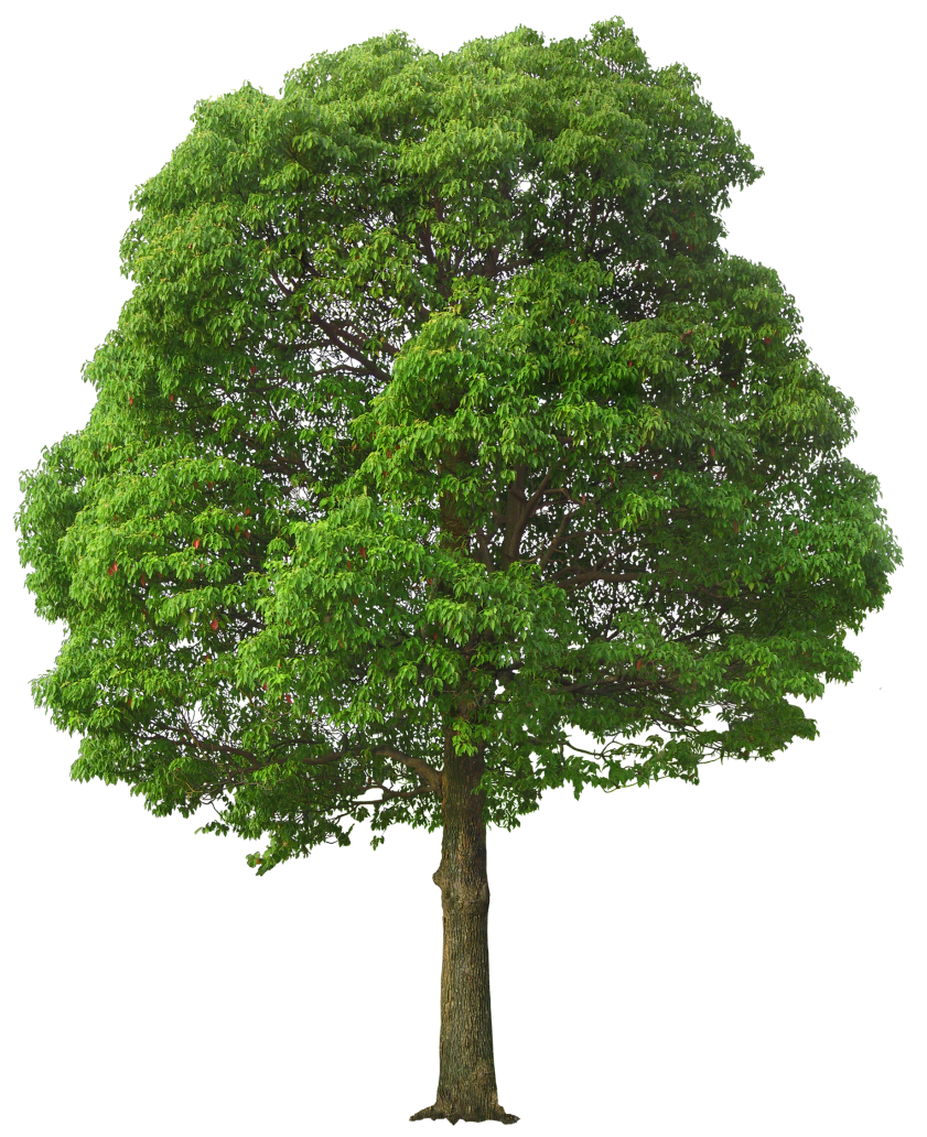 Large Green Tree Picture Free HQ Image Clipart