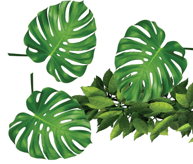 Plants Leaf Leaves Tropical Rxe9Sumxe9 Green Template Clipart