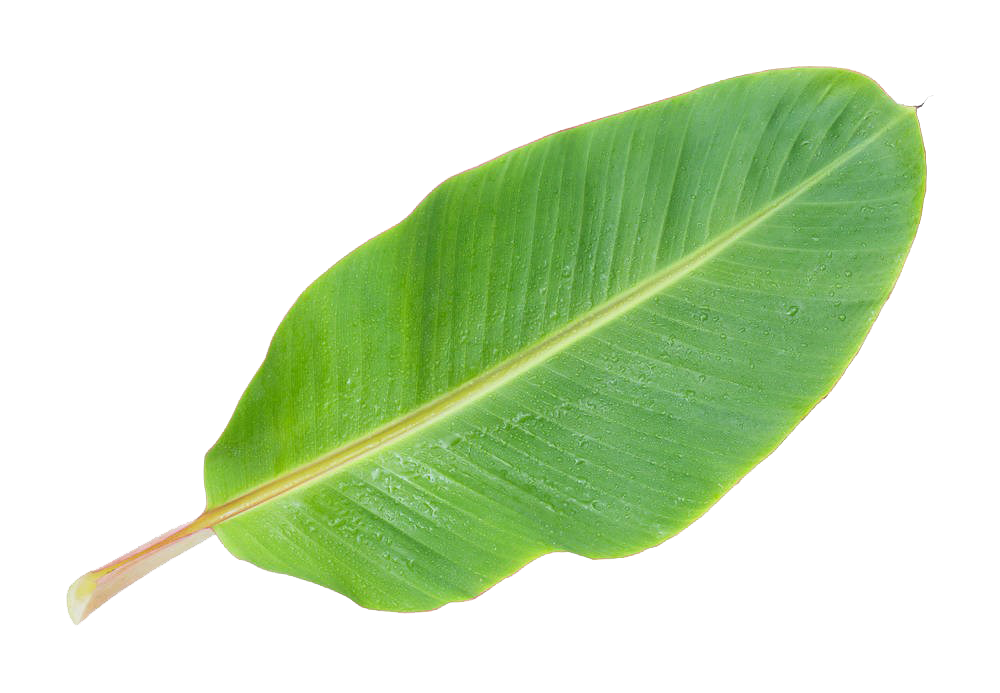 Leaf Musa Basjoo Banana Picture Download Free Image Clipart