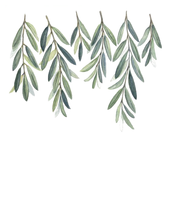 Olive Watercolor Painting Branch Willow Free Clipart HQ Clipart