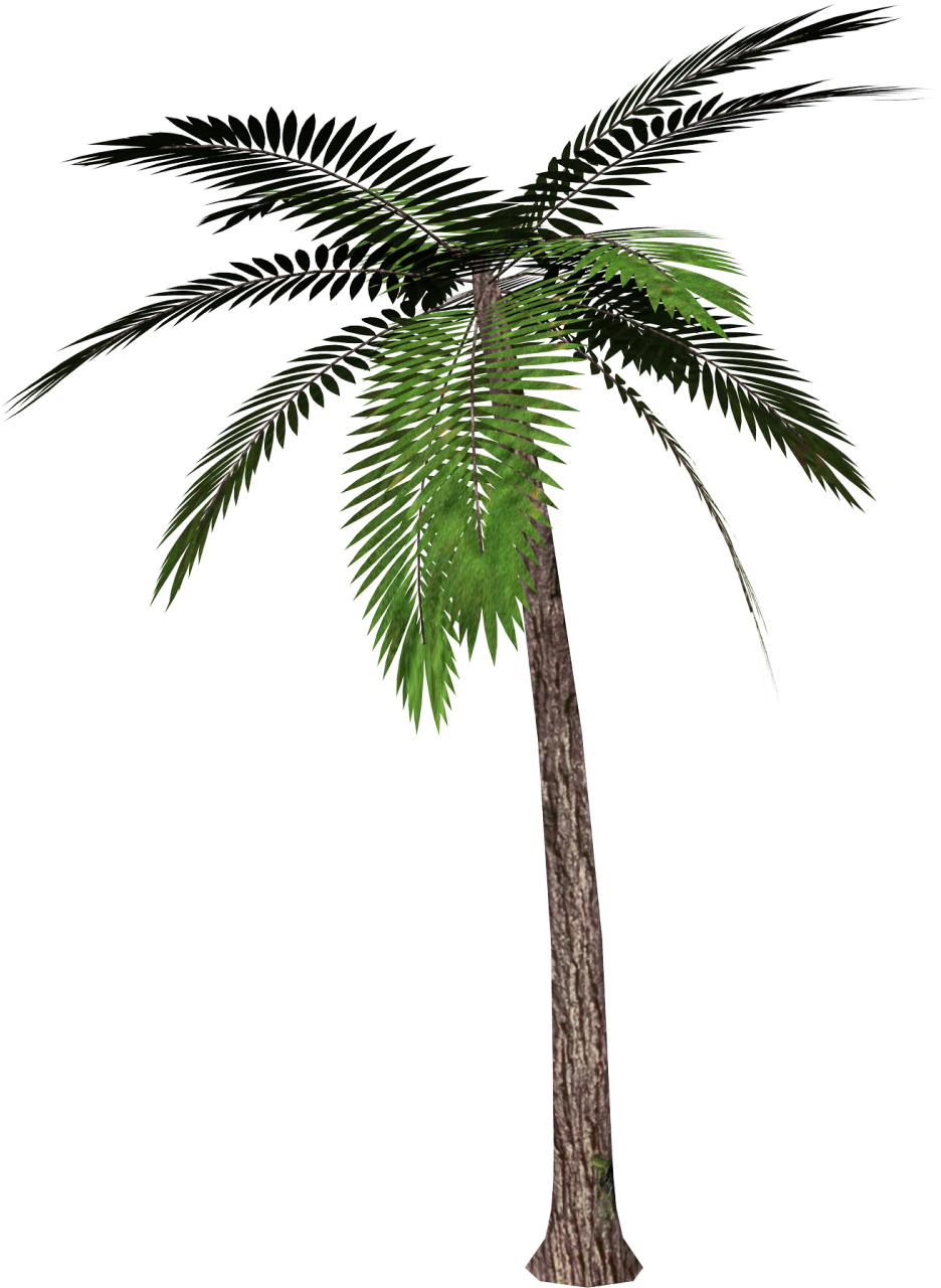 Tree Palm Trees Download Free Image Clipart