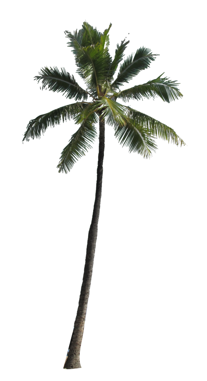 Arecaceae Computer Palm Tree File Download HD PNG Clipart