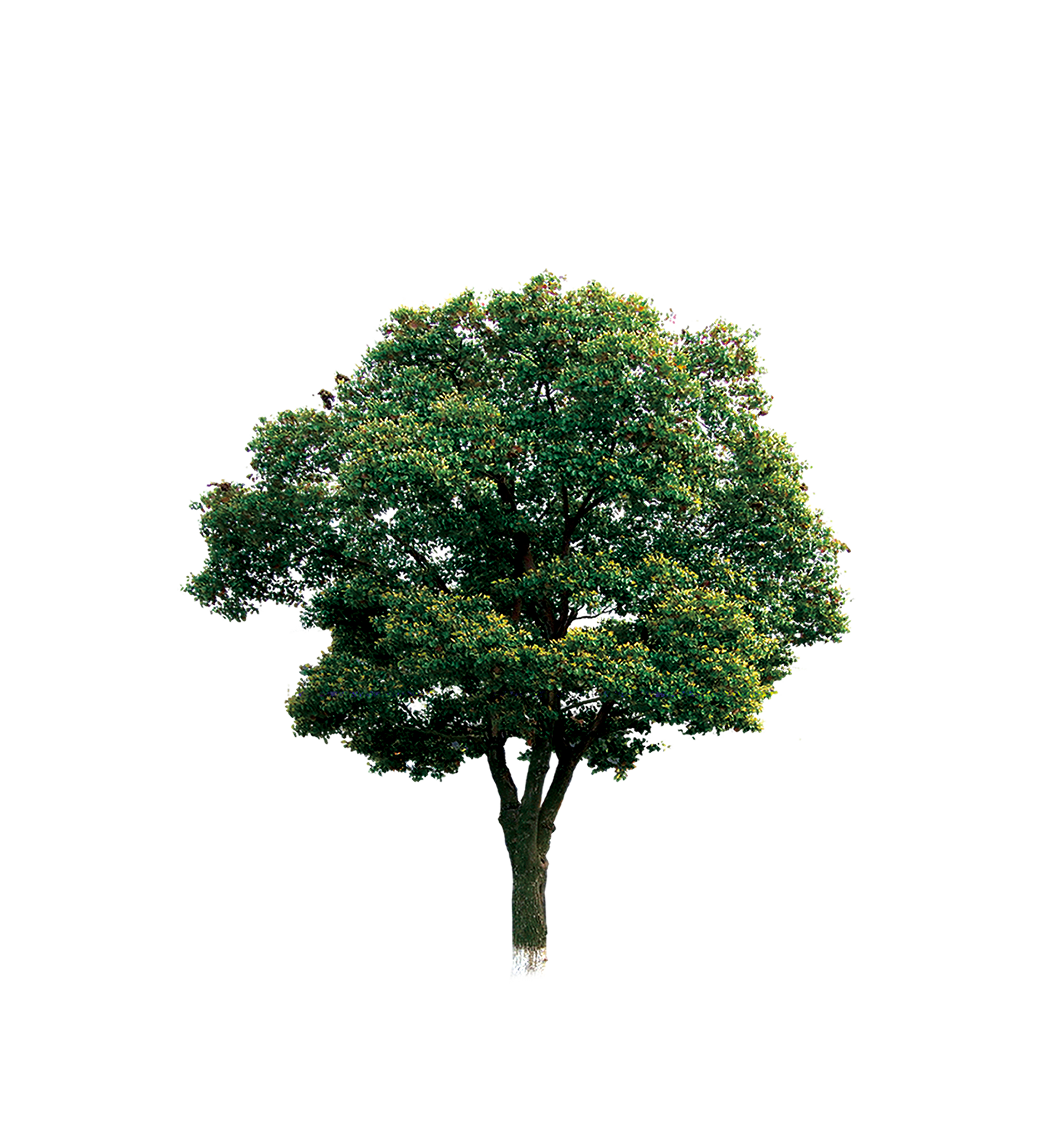 Computer Tree File Branch Download HD PNG Clipart