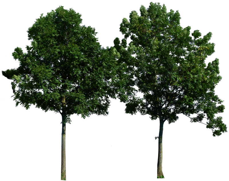 Picture Deviantart Tree Download, Image, Free PNG HQ Clipart