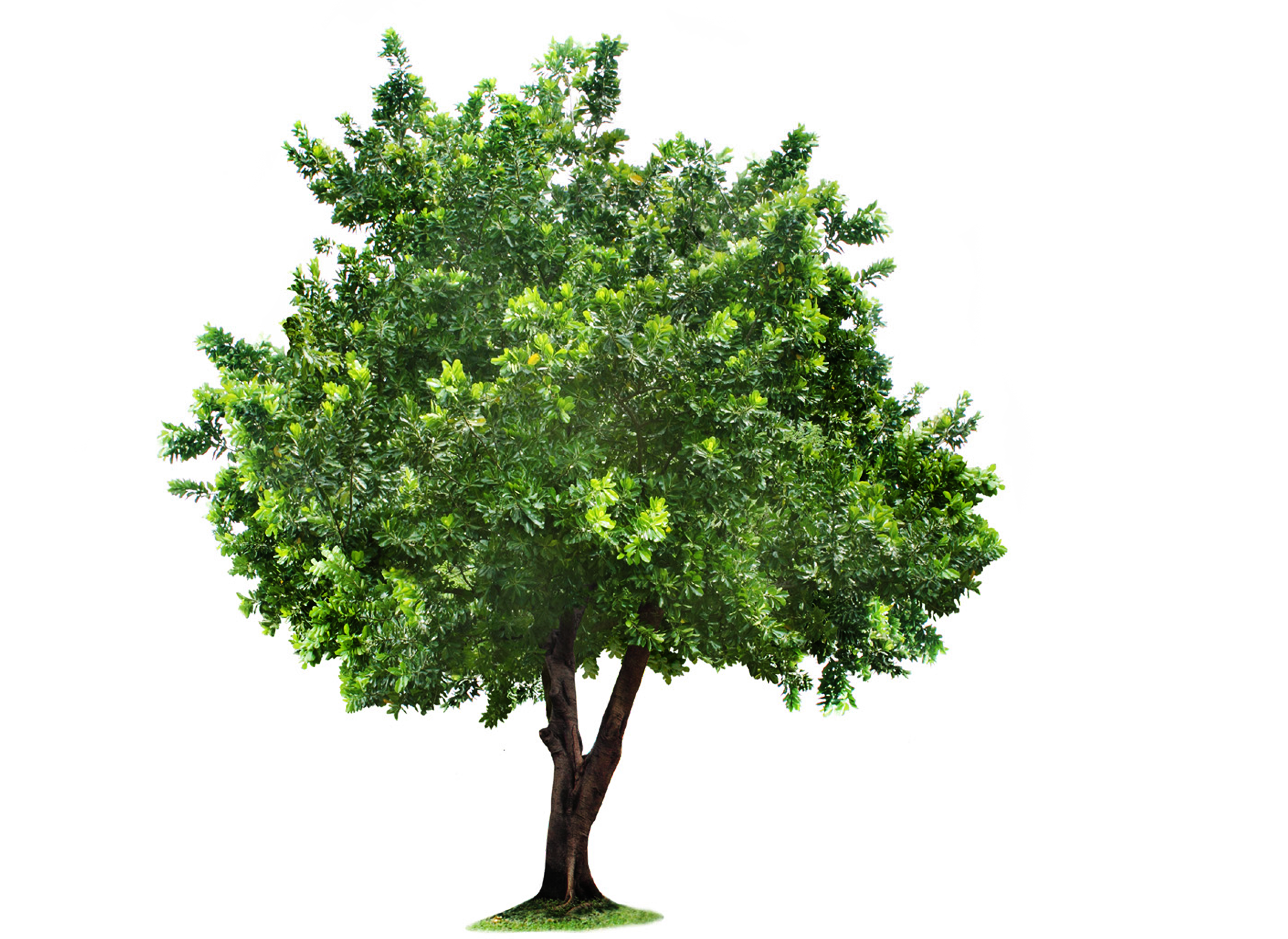 Tree Free Clipart HD Clipart