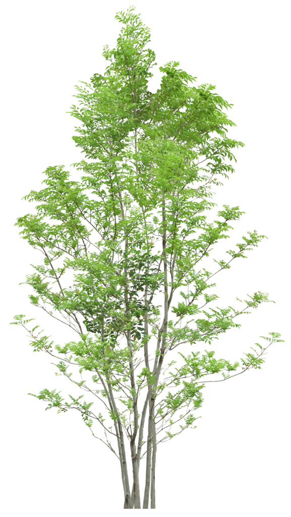 Tree Trees PNG Download Free Clipart