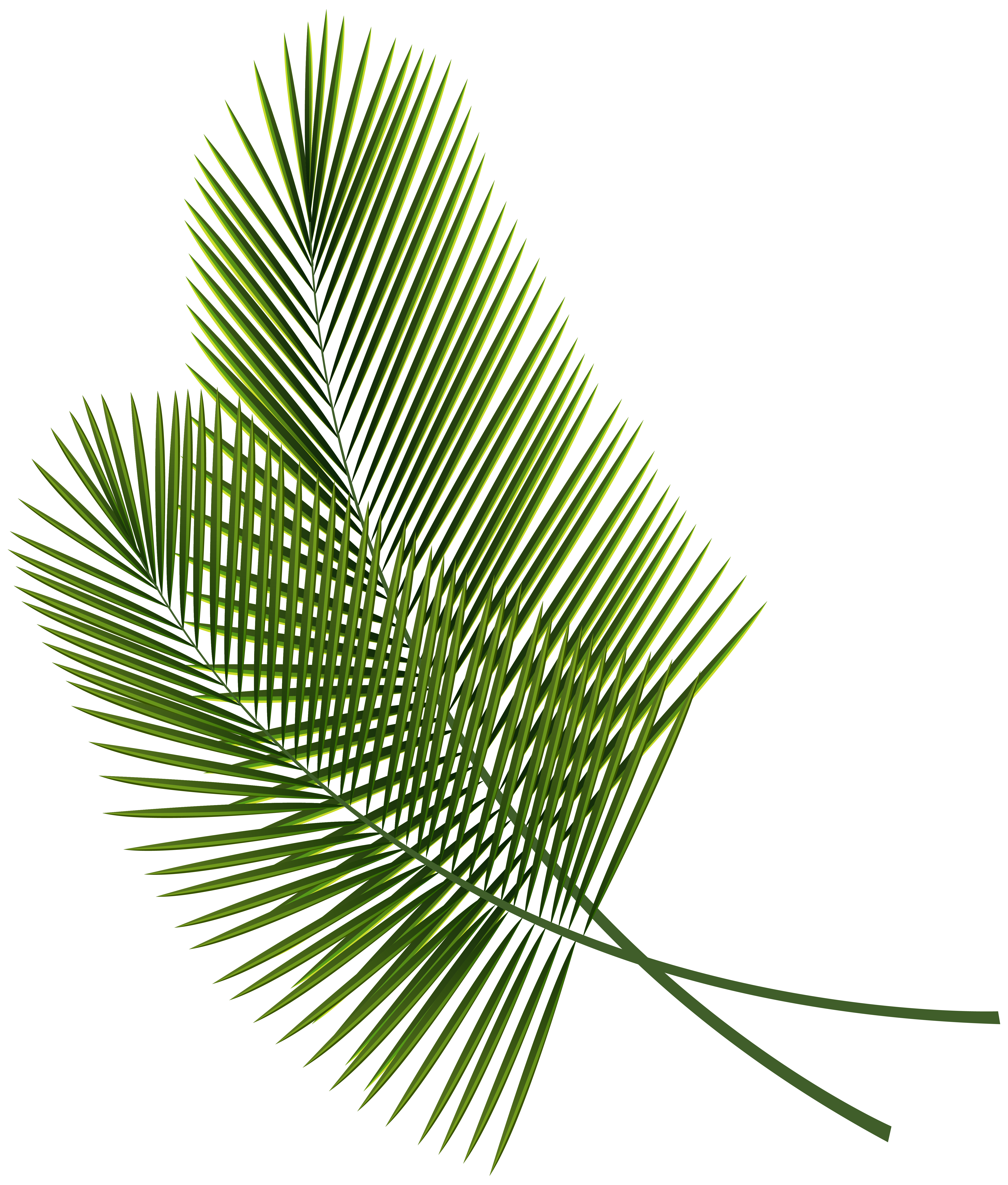 Tropical Leaves Leaf Free Clipart HQ Clipart