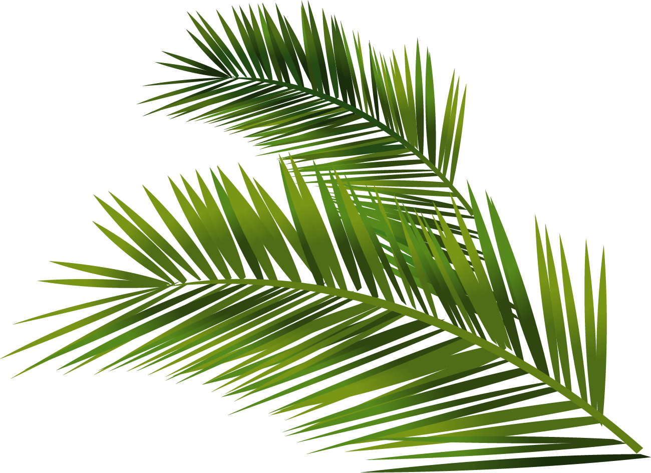 Building Leaf Arecaceae Fortunei Trachycarpus Euclidean Vector Clipart