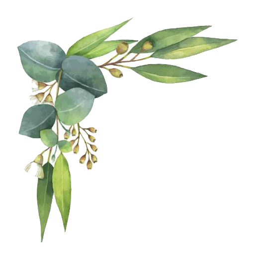 Eucalyptus Leaves Illustration Royalty-Free Watercolor Polyanthemos Painting Clipart